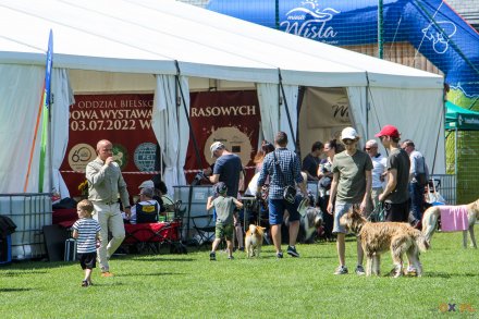 II Międzynarodowa wystawa Psów Rasowych
